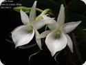 Angraecum leonis